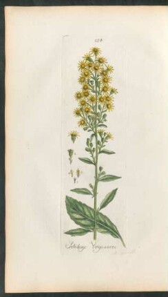 154. Solidago virga aurea