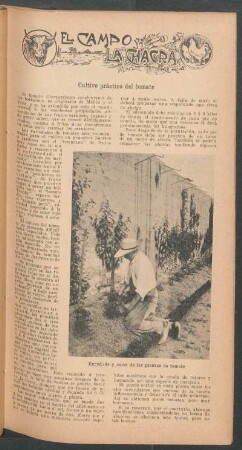 Cultivo práctico del tomate : El campo y la chacra