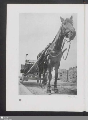 Pferd mit Kutsche