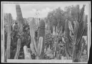 Riverside. Cacti in City Park, Riverside, Cal.