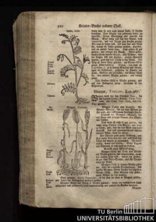 Cap. 367. Weyzen, Triticum.