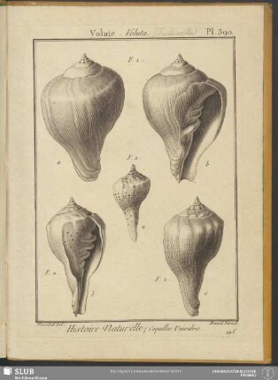 Pl. 390. Volute. Voluta