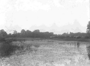 Teich