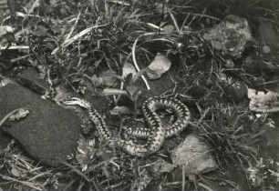Kreuzotter (Vipera berus)