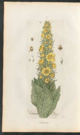 149. Verbascum thapsus