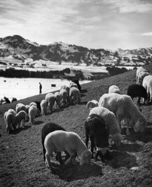 Tiere. Weidende Schafe auf einer Gebirgsweide mit Restschnee