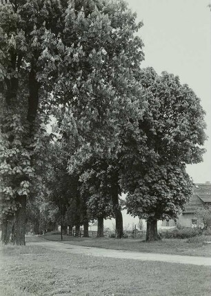 Blick in die blühende Kastanienallee von Lohmen, rechts Neubauerngehöft