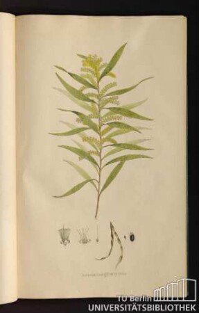 [Tab. 27.] Acacia longifolia Willd.