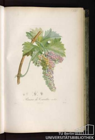 Pl. XXVII. Raisin de Corinthe violet.