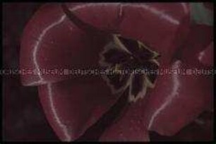 Reichsgartenschau in Stuttgart - Tulpe