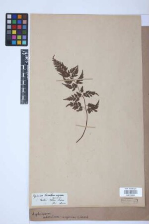 Asplenium adiantum-nigrum L.