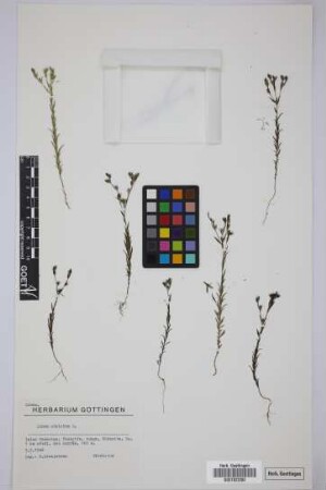 Linum strictum strictum L.