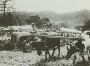 Ghana, Traktor und Ochsengespann