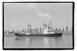 Geier (1954)