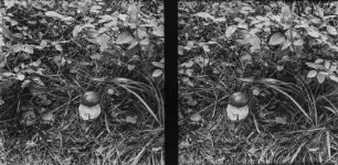 Steinpilz : Steinpilz (Boletus Linnaeus).