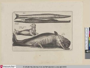Admos; Trompete, Trompett; Vitulus marinus, Zee Kalff; Cete, Potvisch