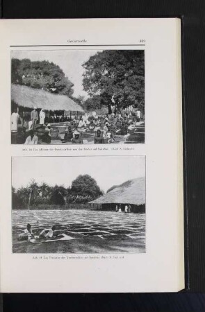 Abb. 18 Das Ablösen der Gewürznelken von den Stielen auf Sansibar. (Nach A. Tschirch) Abb. 19 Das Trocknen der Gewürznelken auf Sansibar. (Nach A. Tschirch)