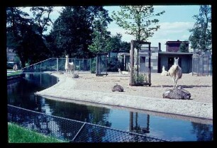 Zoo Lama-Anlage 22.8.64.