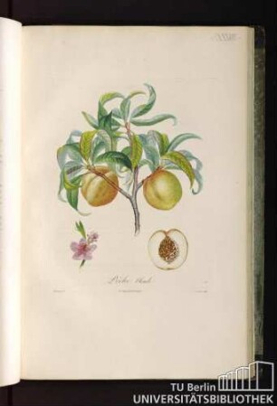 Pl. XXXVIII. Pêche blonde.