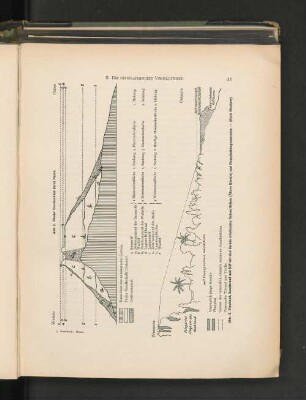 Abb. 2. Idealer Durchschnitt durch Nauru.