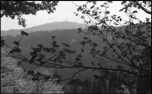 Stübenwasen: kranker Wald [Durchblick zum Feldberg]