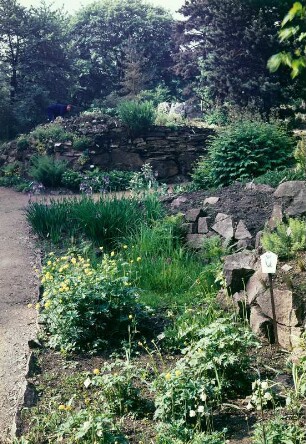 Botanischer Garten Dresden : Dresden-Altstadt. Botanischer Garten, Geschützte heimische Pflanzen (Waldanemone, Trollblume, Sibirische Schwertlilie, Breitblättriges Knabenkraut)
