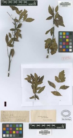 Schmidelia edulis A.St.-Hil., A.Juss. & Cambess.