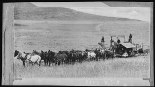 Santa Ana. Combined Harvester at Work near Santa Ana, Cal.