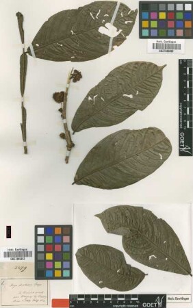Inga chartacea Poepp. [type]