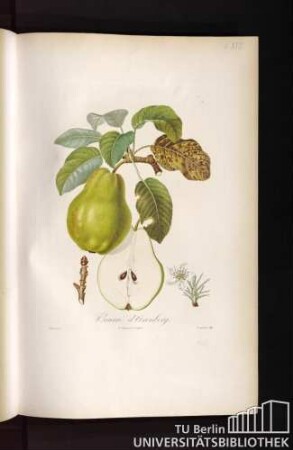 Pl. XVII. Beurré d'Arenberg.