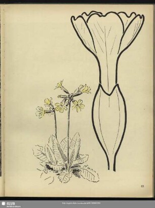 Schlüsselblume