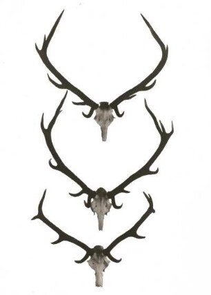 Rothirsch (Cervus elaphus). Drei Geweihe. Sächsische Jagdausstellung 1935
