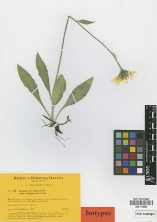 Hieracium dentatum Hoppe subsp. setuligerum Gottschl.[isotype]