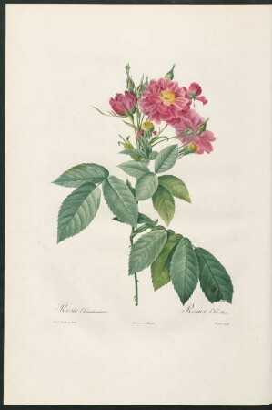 Rosa l'Heritieranea. Rosier l'Héritier. Victor sculp.