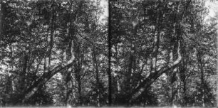 Harfenbaum : Blick auf einen Harfenbaum im Wald.