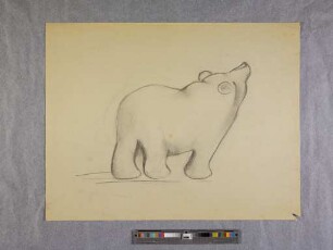 o. T. (stehender Bär nach rechts; aus dem Zoo-Zeichnen an der Burg Giebichenstein in Halle)