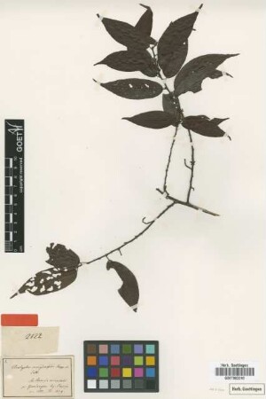 Acalypha samydifolia Poepp. & Endl. [type]