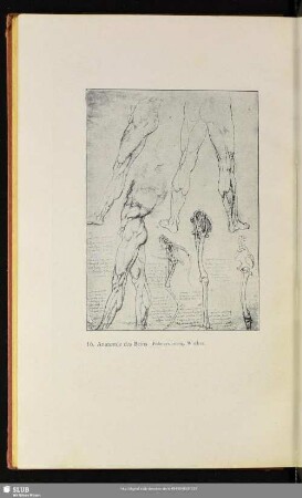 16. Anatomie des Beins