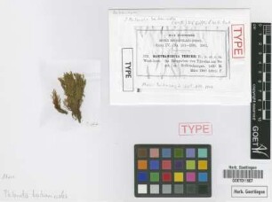 Bartramidula treubii M.Fleisch. [isotype]