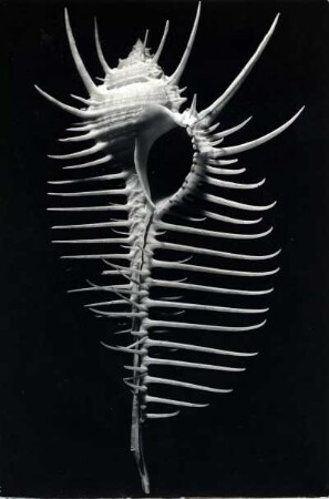 Murex tenuispina Lam., Meeresschnecke, Molukken