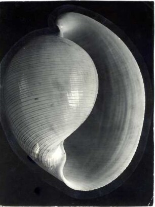 Atys naucum (Meeresschnecke), Philippinen