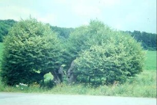 Detail voriges Bild: eine von 2 unter Naturschutz stehenden Linden, mit Eisenreifen zusammengehalten