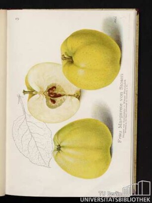 3. Frau Margarete von Stosch.