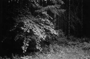 Wald