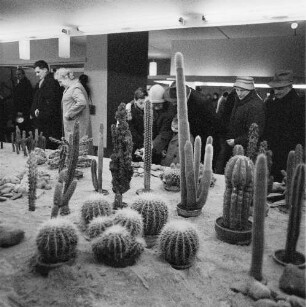 Dresden. Gartenausstellung. Besucher betrachten eine Ausstellungsfläche mit Kakteen (Cactaceae)