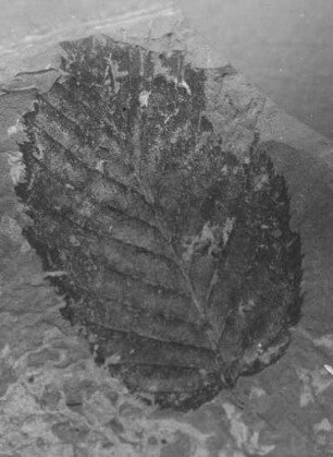 Hainbuche (Carpinus grandis). Blattabdruck im oberoligozänen Diatomeenschiefer, bei Seifhennersdorf (Kreis Zittau)