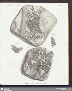 Tab. XII. Sphenopteris rotundifolia Andrä