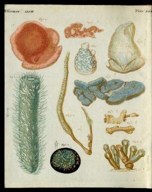 Merkwürdige Mollusken.