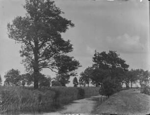 Erlen : Erlen (Alnus Miller) bei Friedrichsmoor.