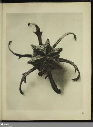 Cajophora lateritia (Loasaceae). Ziegelrote Brennwinde. Blütenknospe in 15facher Vergrößerung